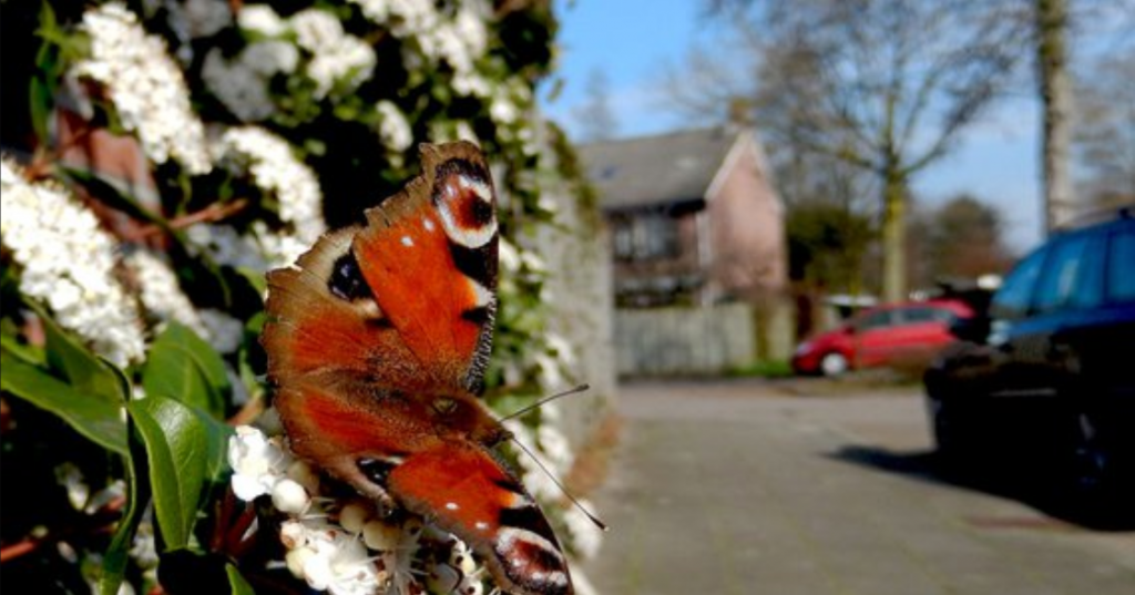 Getting your hands dirty: Biodiversity Projects in Wageningen